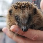 Igelhilfe - Igelnothilfe Für Verletzte Und/oder Verwaiste Igel