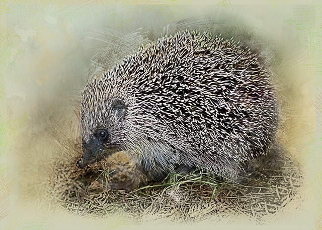 Igel Uberwintern