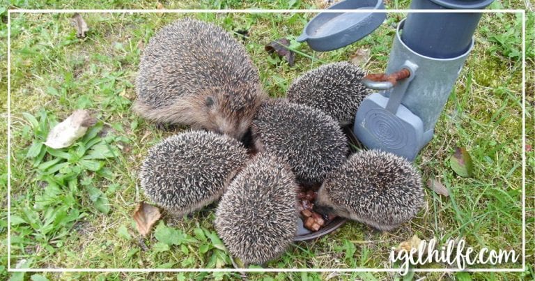 Igelaufzucht Igelbabys aufziehen mit der richtigen Igel Nahrung